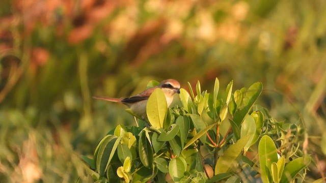 Сибирский жулан - ML646827892