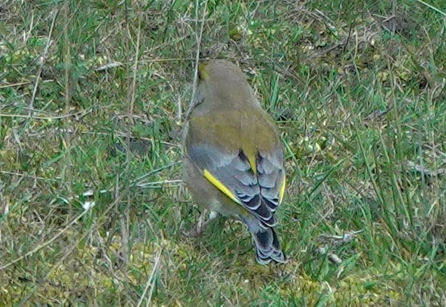 Txorru arrunta - ML646827893