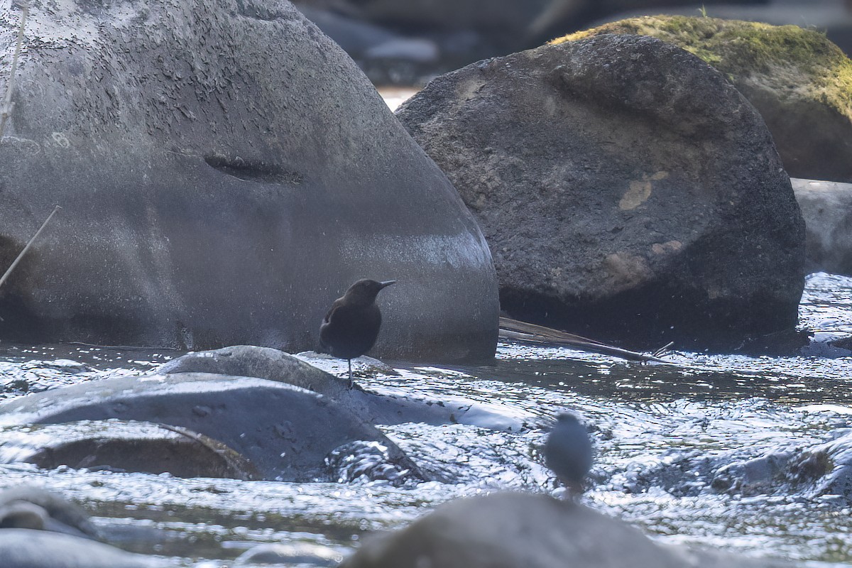 河烏 - ML646827894