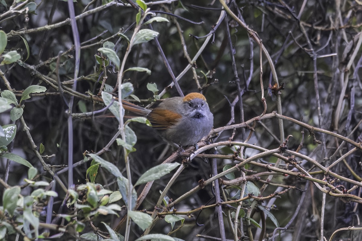 Azara's Spinetail - ML646827895