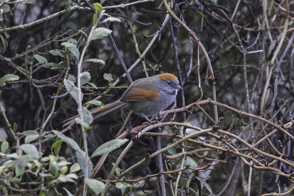 Azara's Spinetail - ML646827896