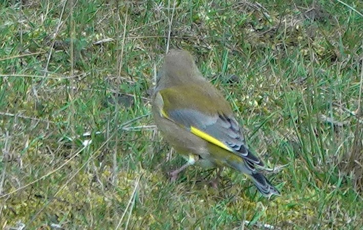 Txorru arrunta - ML646827897