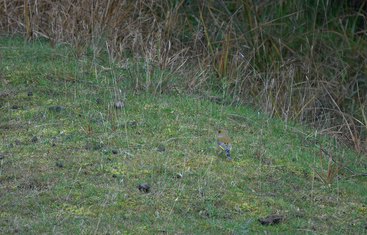 Txorru arrunta - ML646827898