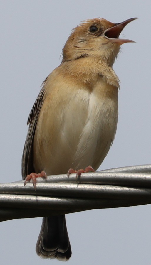 Golden-headed Cisticola - ML646827909