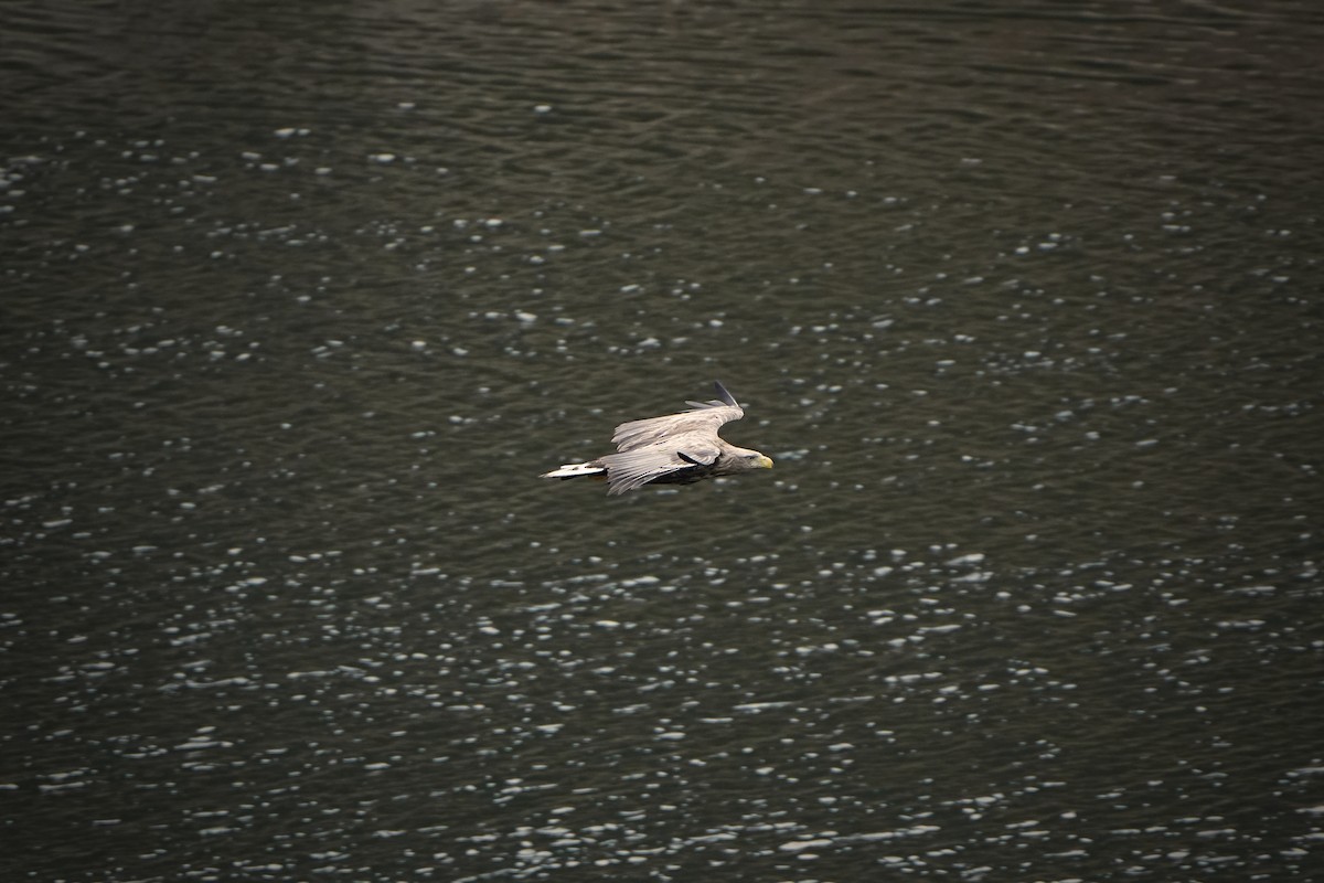 Ak Kuyruklu Kartal - ML646827912