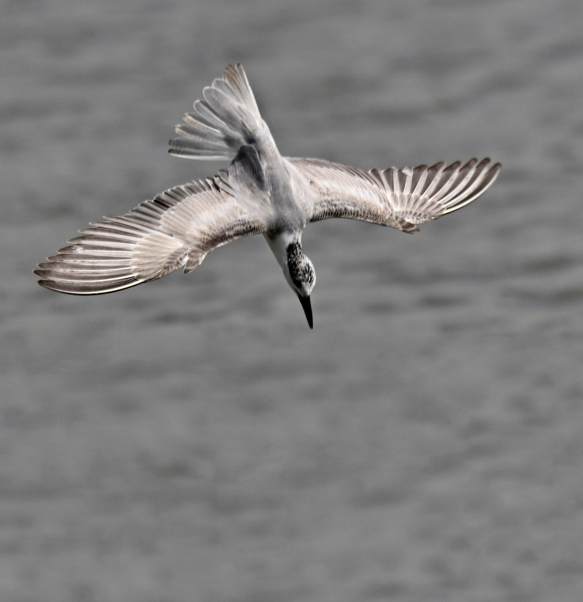 Цагаан шанаат хараалай - ML646827913