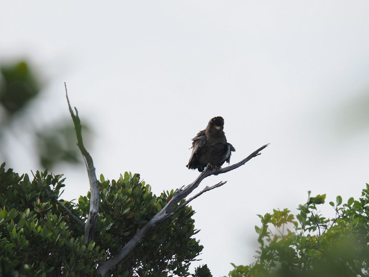 Crested Serpent-Eagle - ML646827916