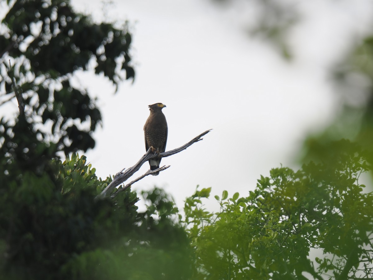 Crested Serpent-Eagle - ML646827917