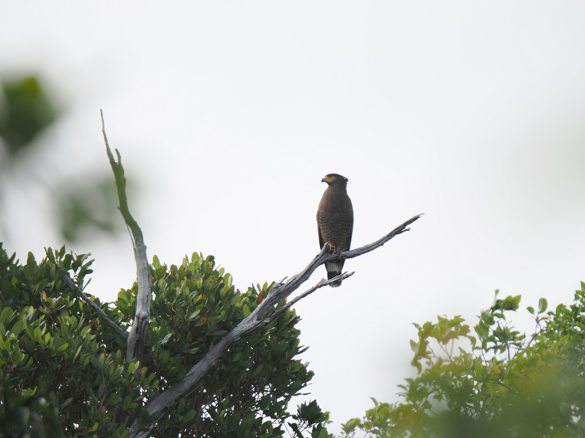 Crested Serpent-Eagle - ML646827918