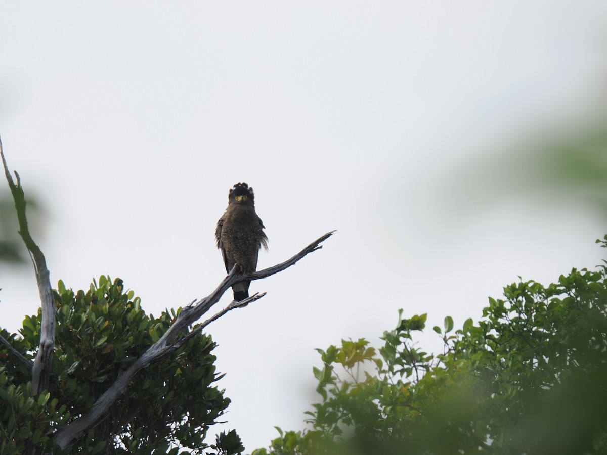 Crested Serpent-Eagle - ML646827920