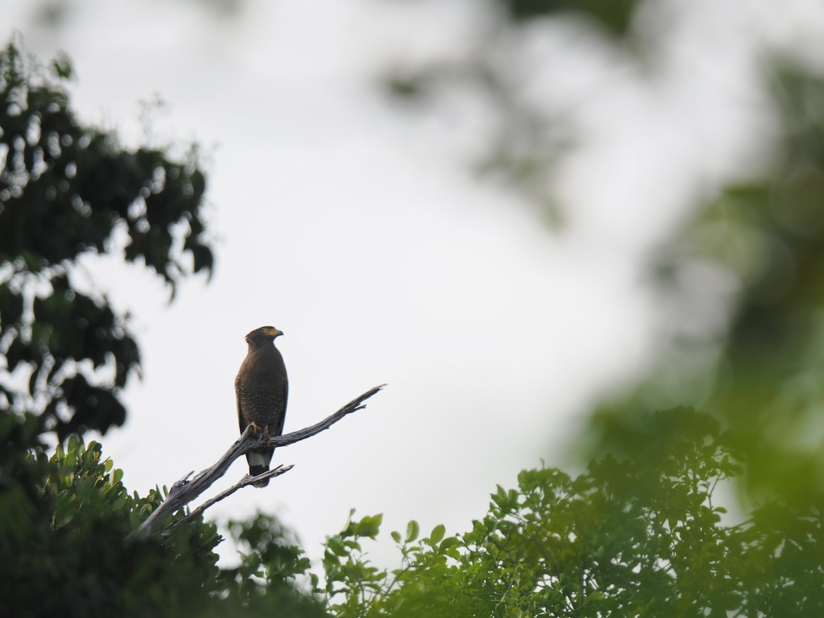 Crested Serpent-Eagle - ML646827921