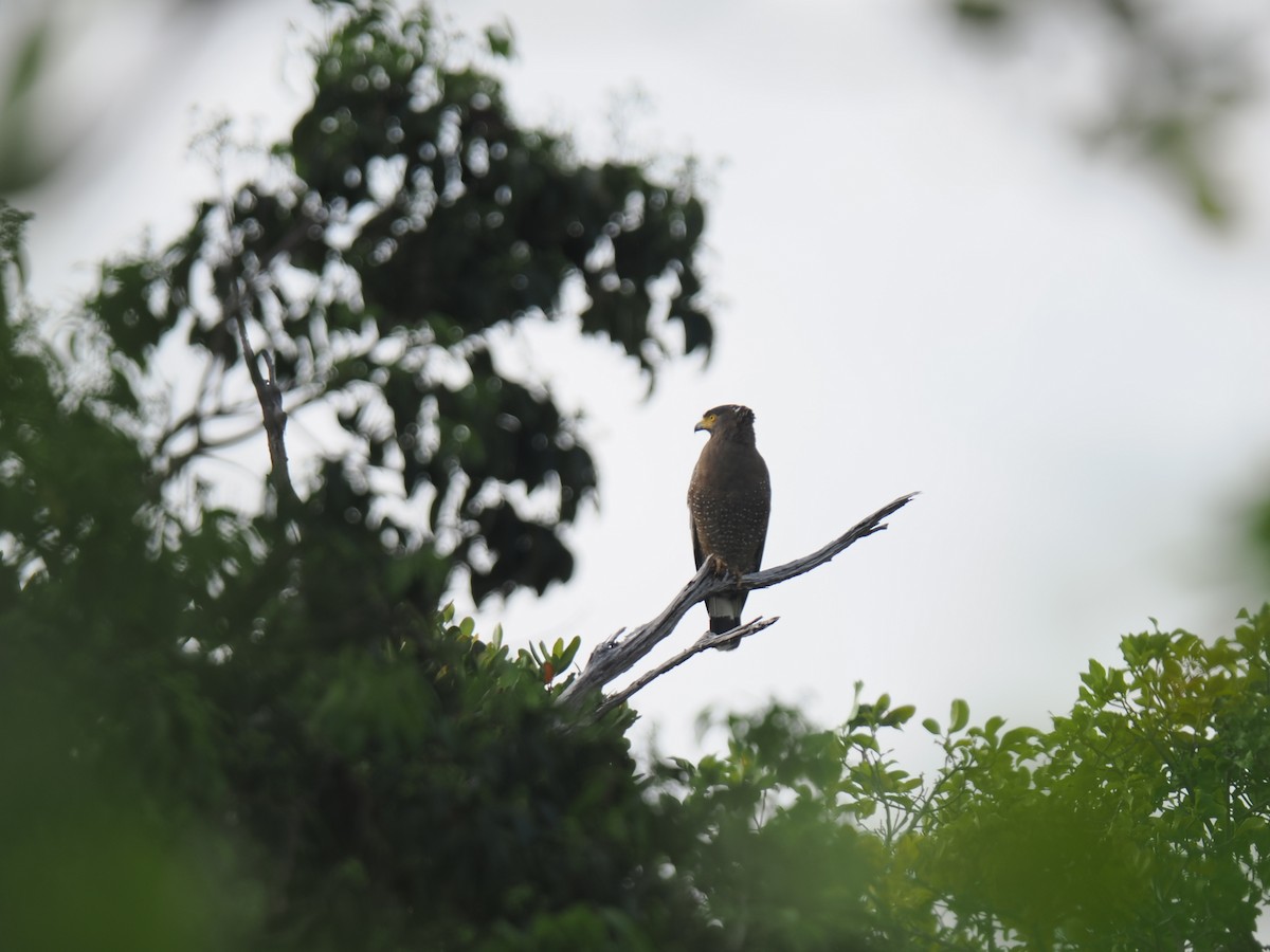 Crested Serpent-Eagle - ML646827922
