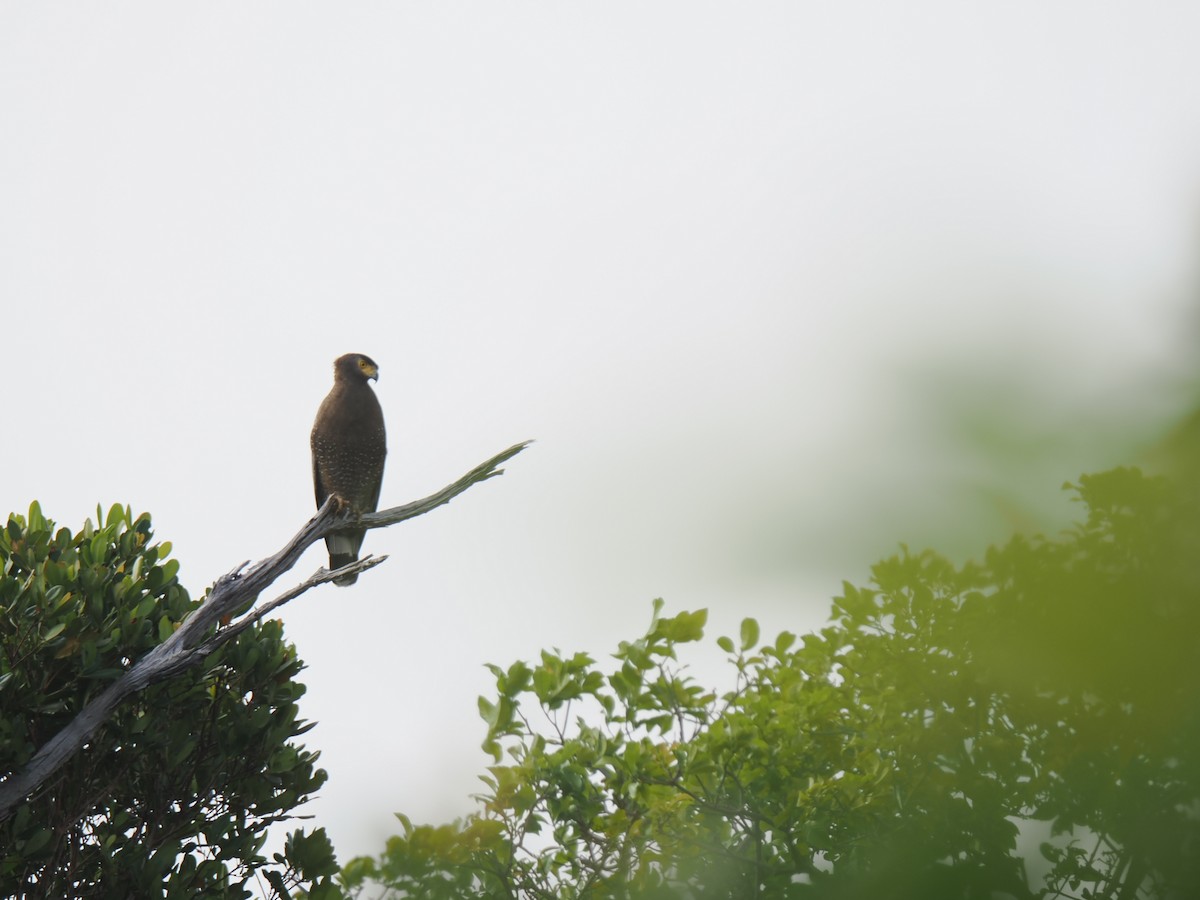 Crested Serpent-Eagle - ML646827923
