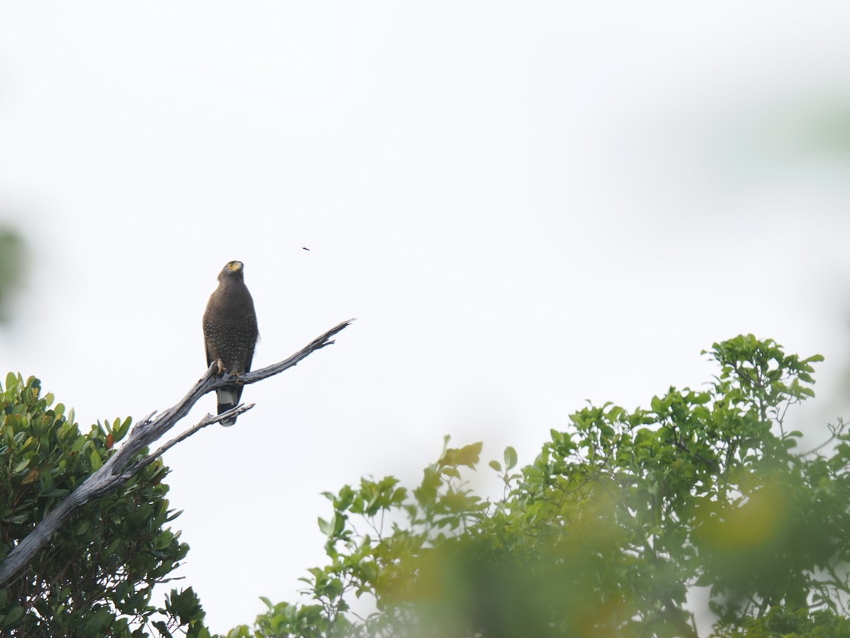Crested Serpent-Eagle - ML646827924