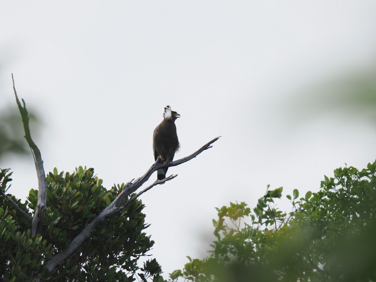 Crested Serpent-Eagle - ML646827925