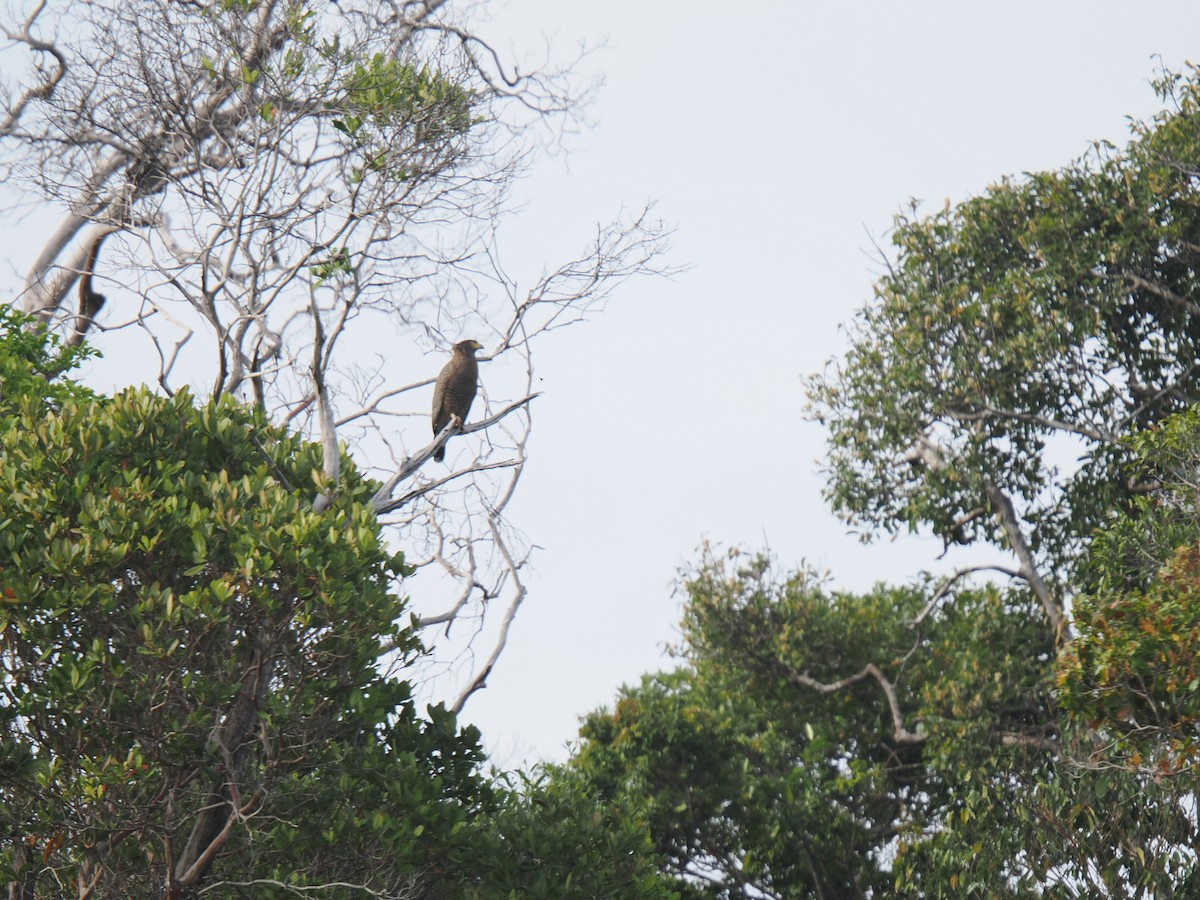 Crested Serpent-Eagle - ML646827926