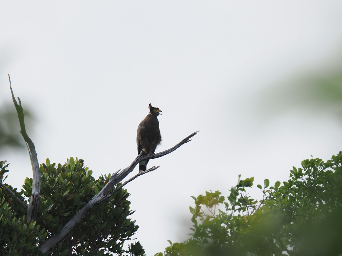 Crested Serpent-Eagle - ML646827927