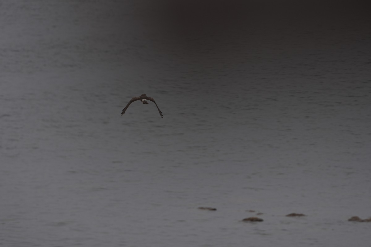 Gökçe Delice - ML646827928