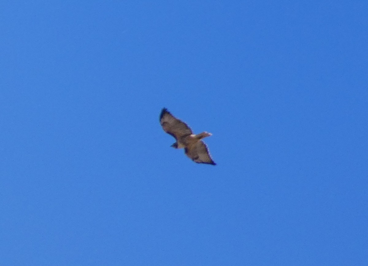 Rotschwanzbussard - ML646827930