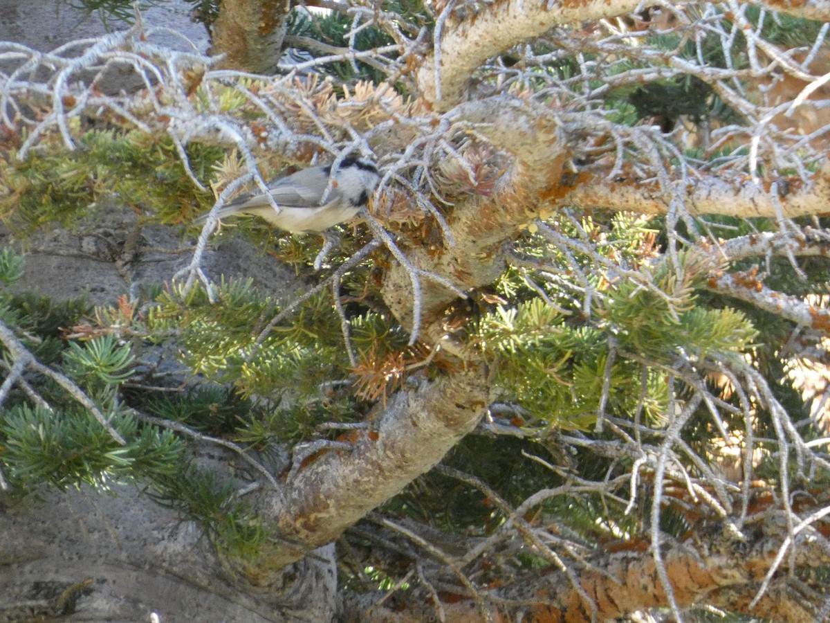 Gebirgsmeise - ML646827931