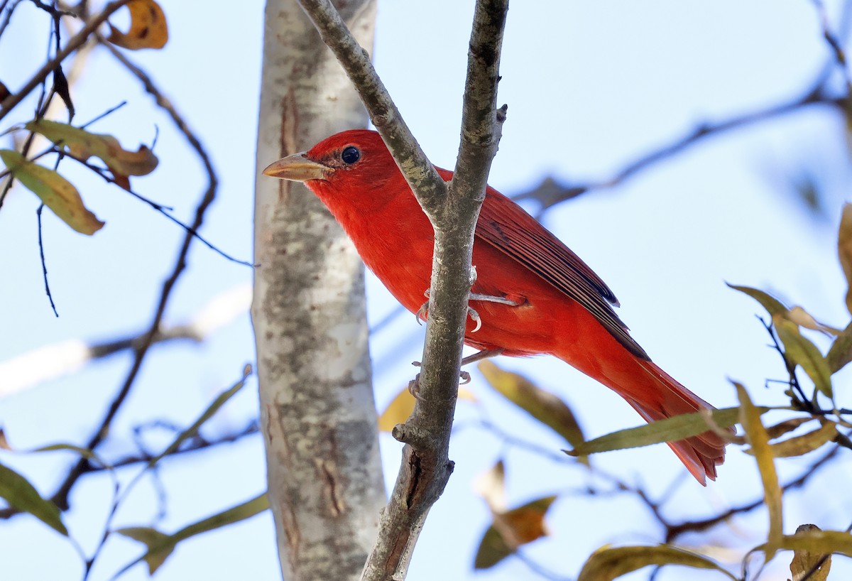 Summer Tanager - ML646827932