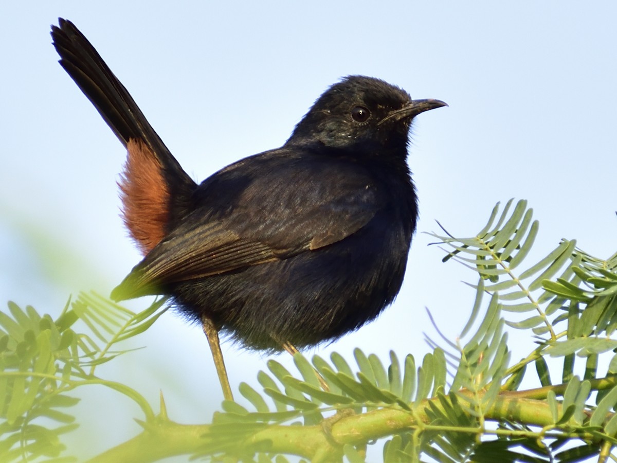 Indian Robin - ML646827933