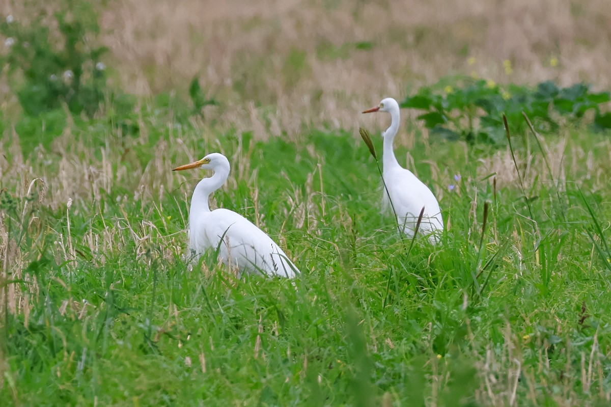 brudehegre - ML646827934