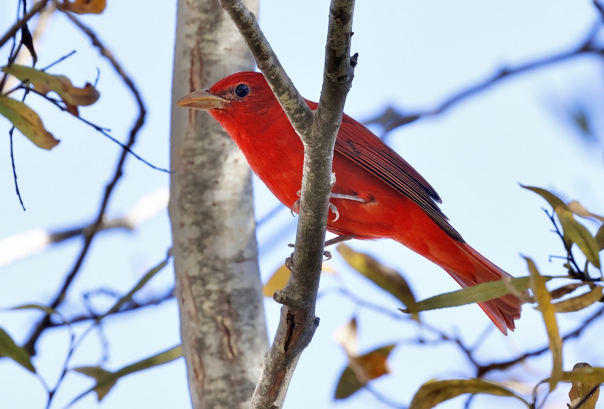 Summer Tanager - ML646827937