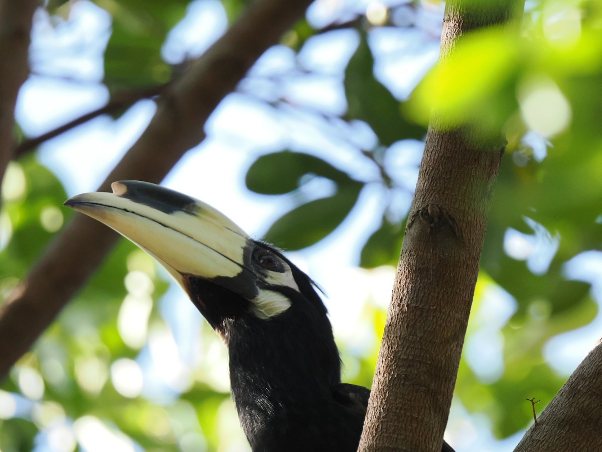Oriental Pied-Hornbill - ML646827942