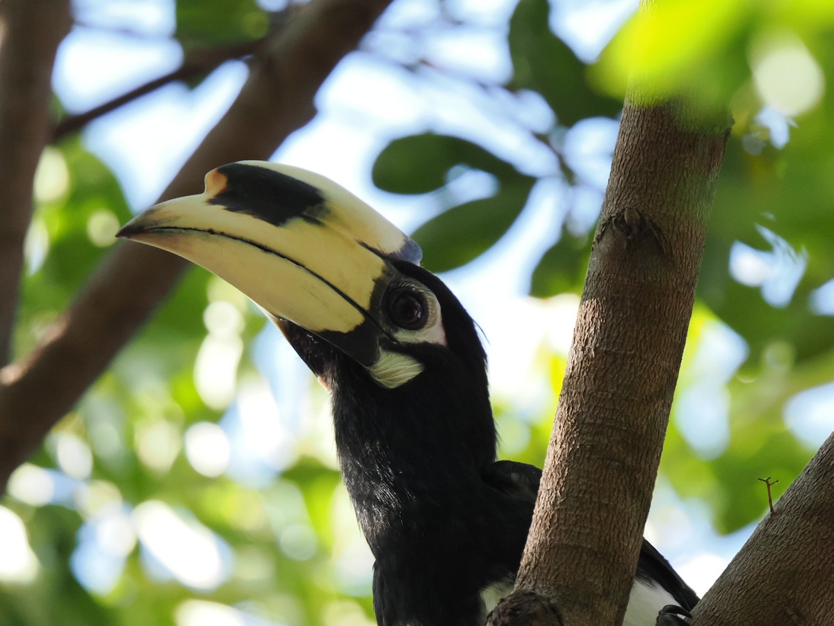 Oriental Pied-Hornbill - ML646827943