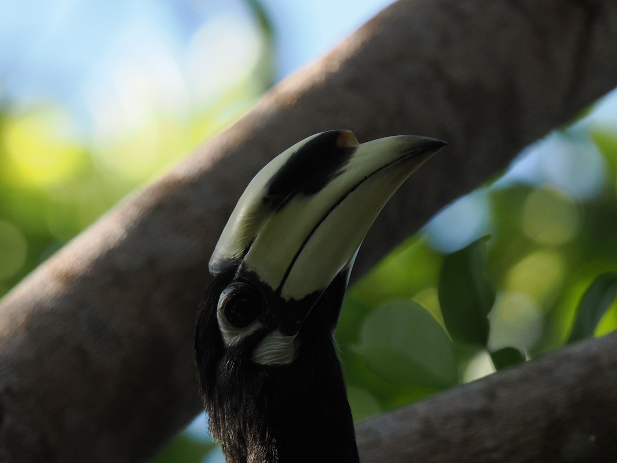 Oriental Pied-Hornbill - ML646827944