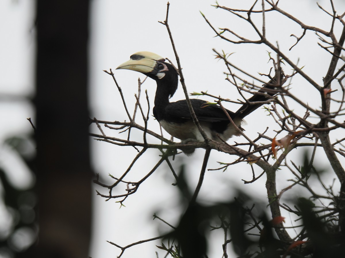 Oriental Pied-Hornbill - ML646827945