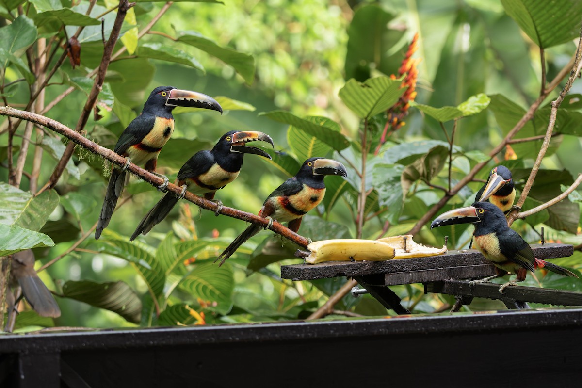 Collared Aracari - ML646827947