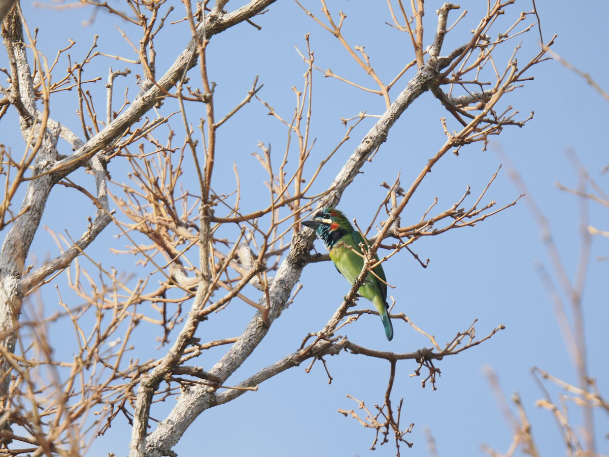 Blue-eared Barbet - ML646827950
