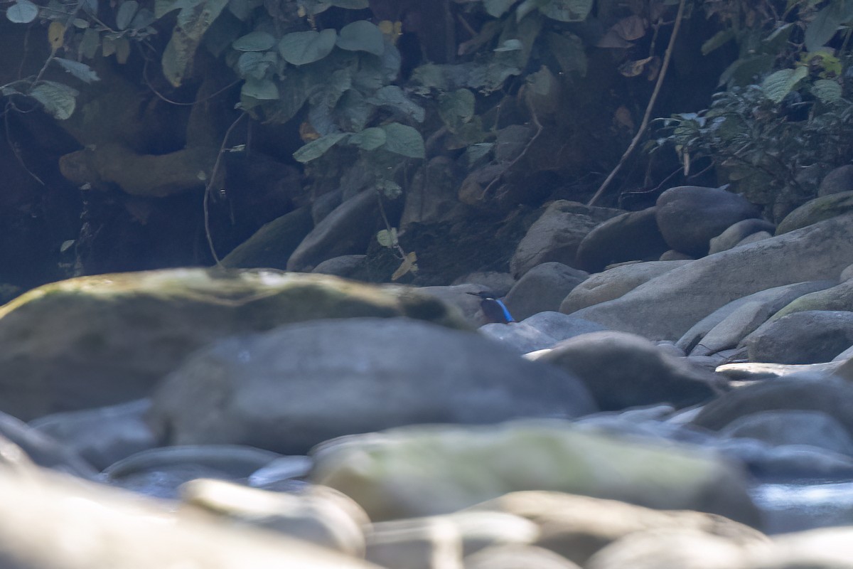 Blyth's Kingfisher - ML646827962