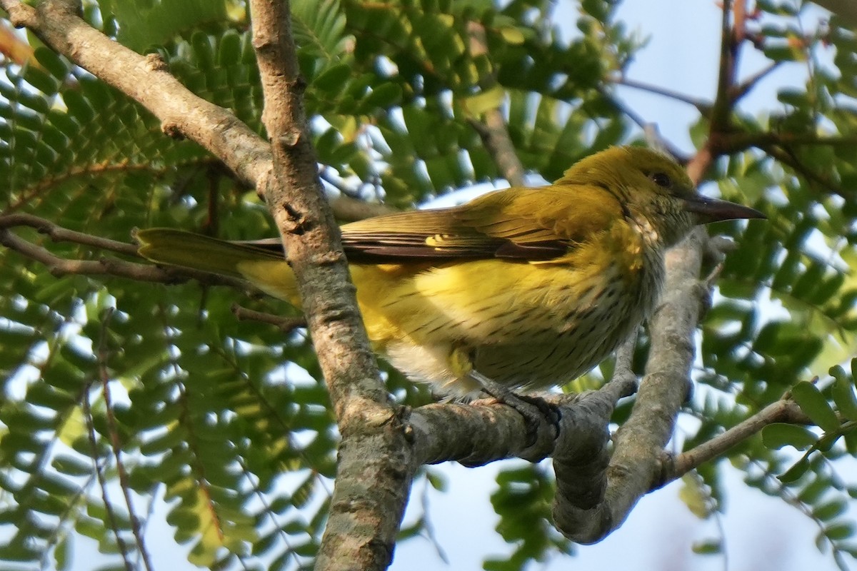 Indian Golden Oriole - ML646827965