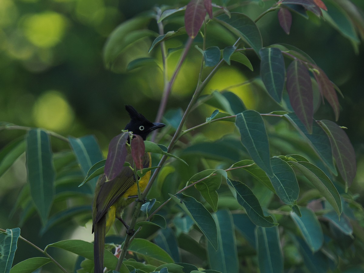 Black-crested Bulbul - ML646827969