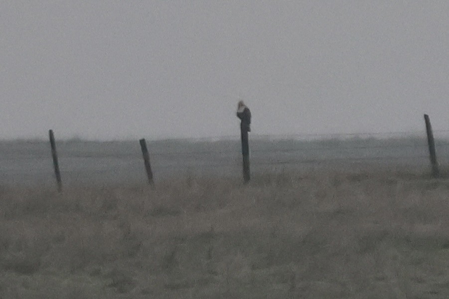 Busardo Calzado - ML646827970