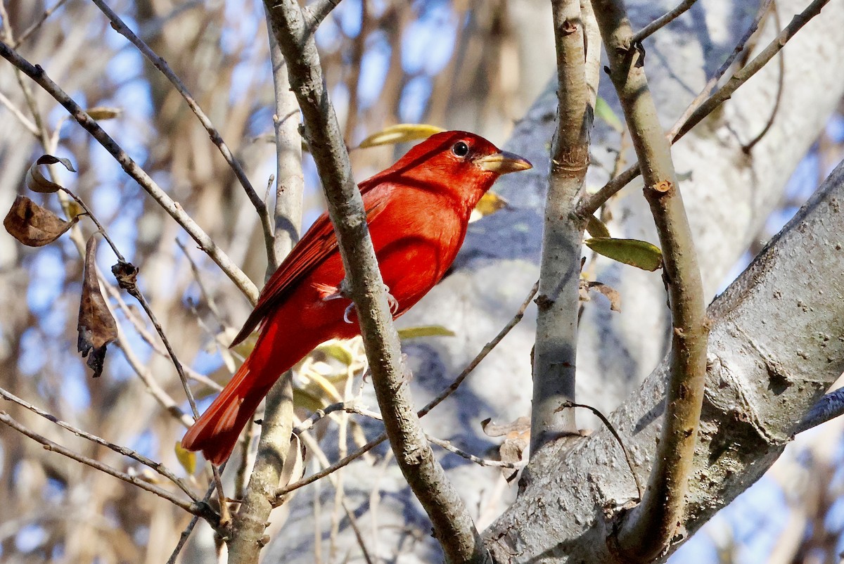 Summer Tanager - ML646827971