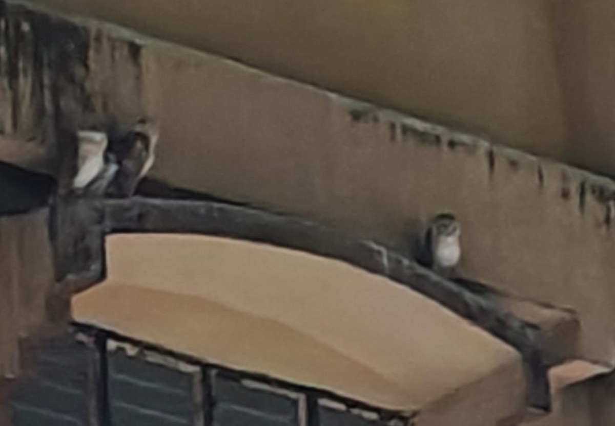 Eastern Barn Owl - ML646827976