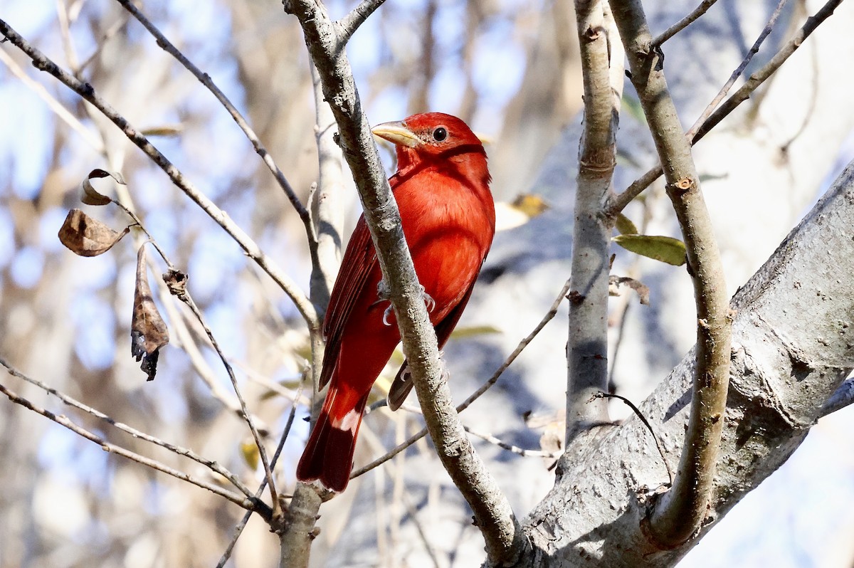 Summer Tanager - ML646827977