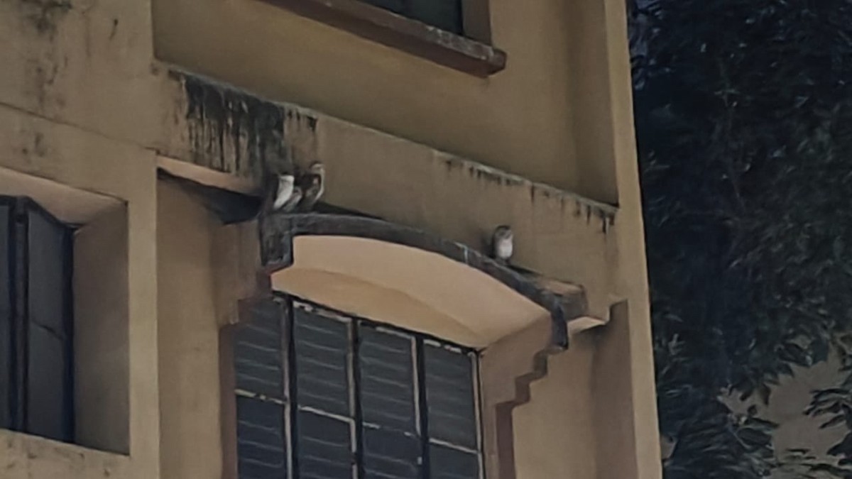 Eastern Barn Owl - ML646827978