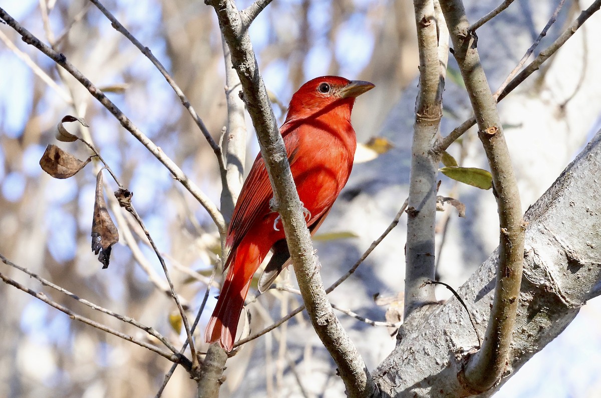 Summer Tanager - ML646827982