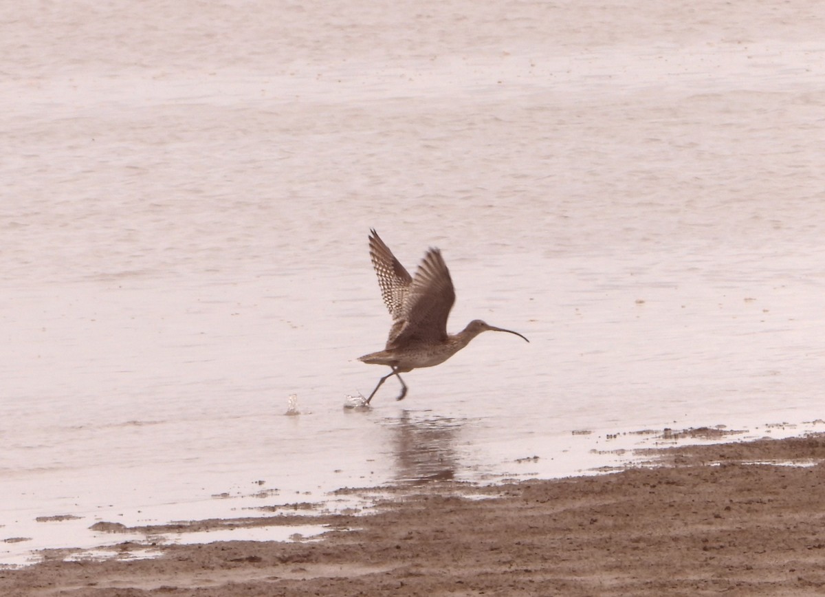 Courlis de Sibérie - ML646827983
