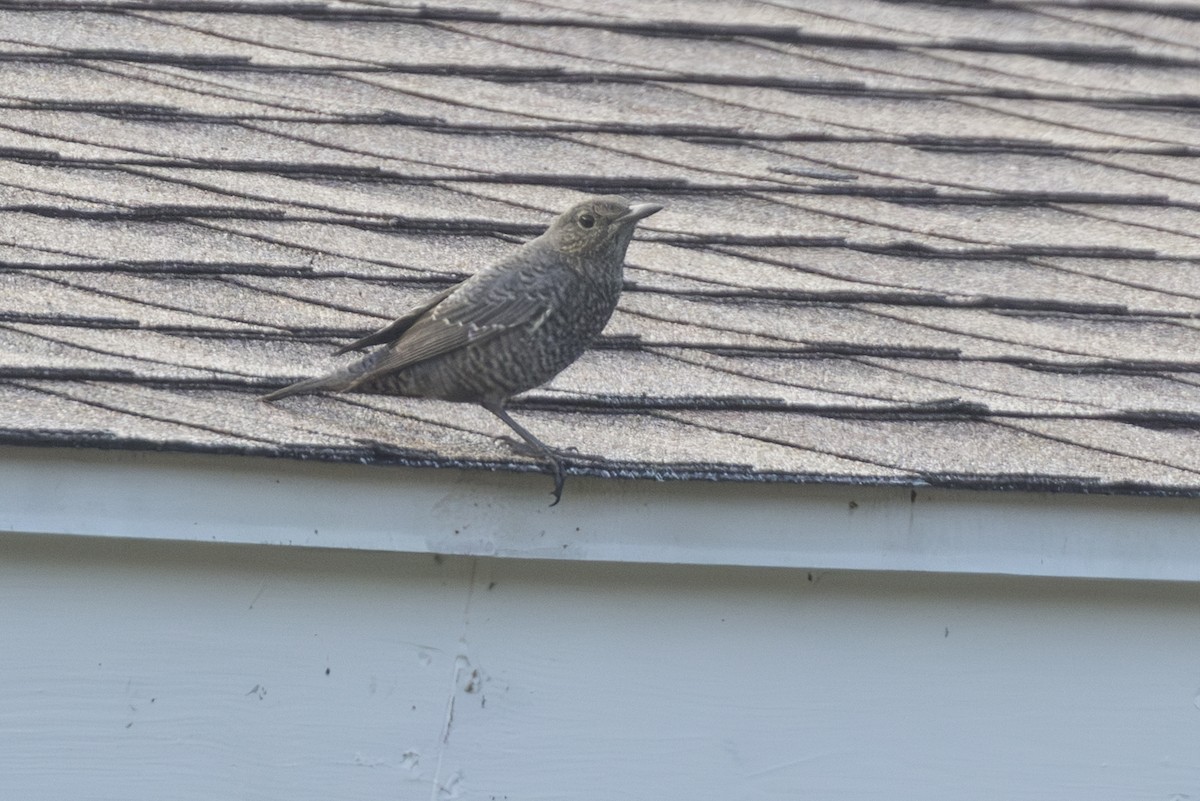 Blaumerle - ML646827984