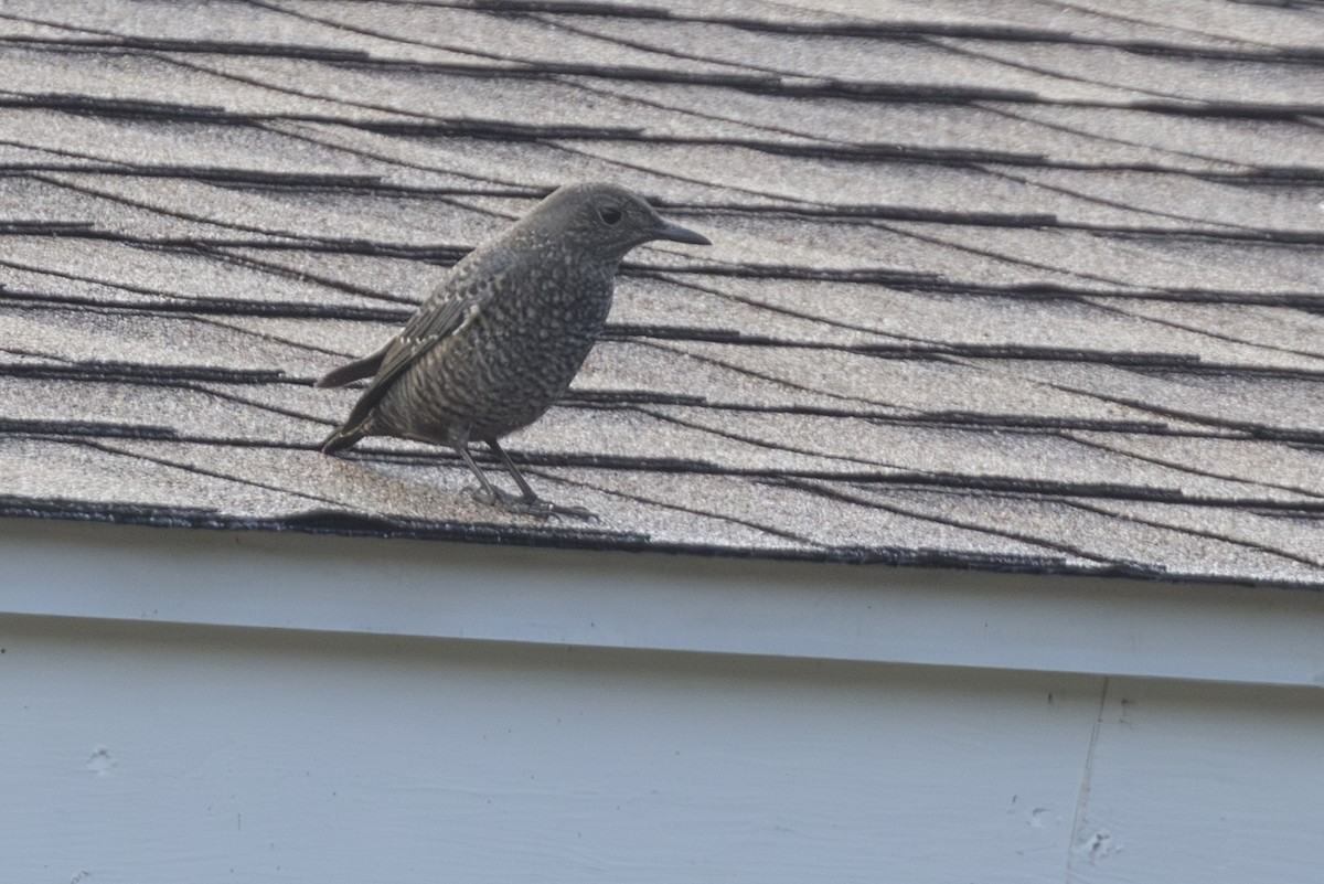 Blaumerle - ML646827985