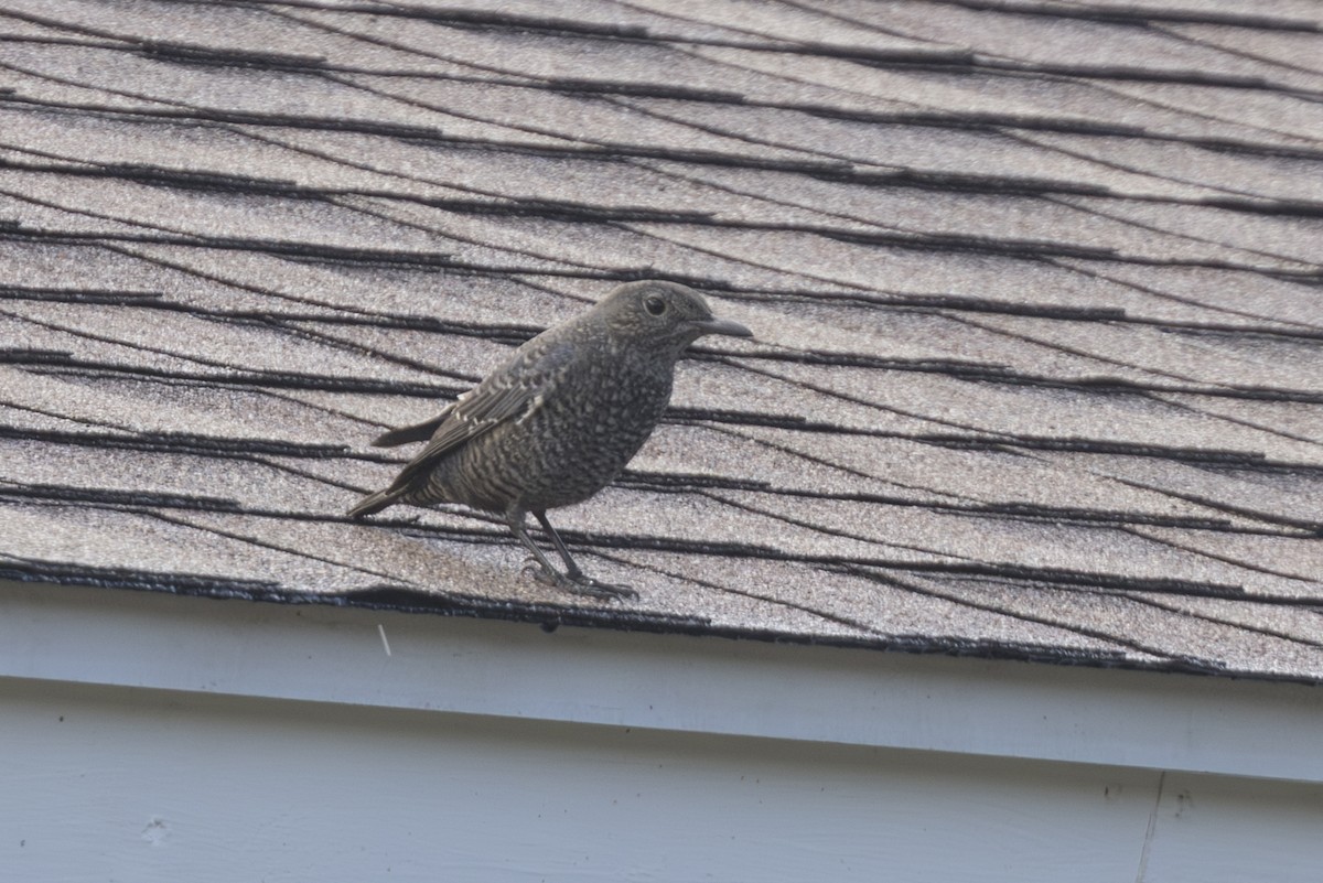 Blaumerle - ML646827986