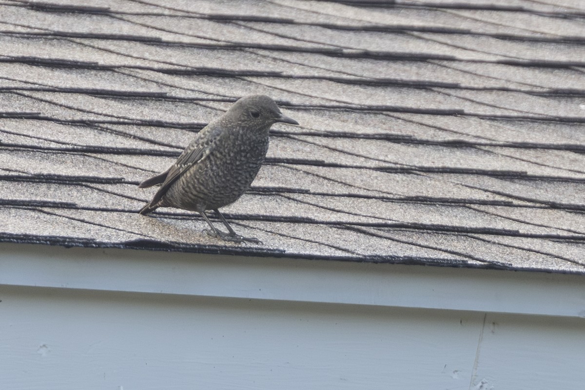 Blaumerle - ML646827988