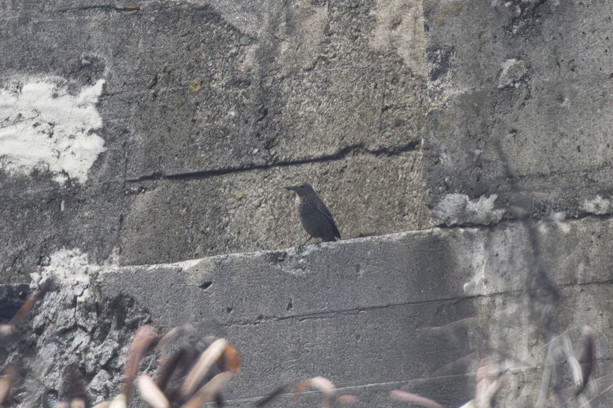 Blaumerle - ML646827989