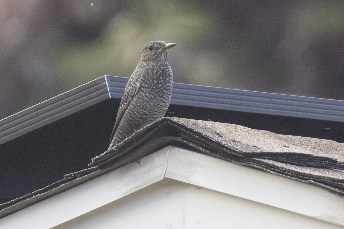 Blaumerle - ML646827990